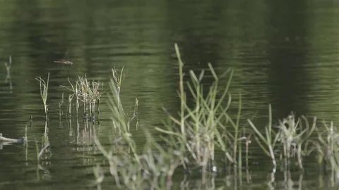 Dragon fly flying over the reed in river Stock Footage 77809647