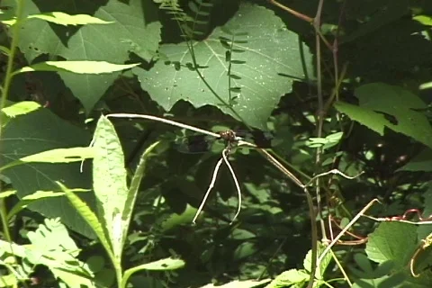 Dragon fly Stock Footage 201560