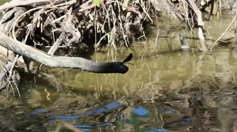 Dragon Fly Stock Footage 11521279
