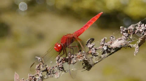 Dragon-fly Video stock 35752219