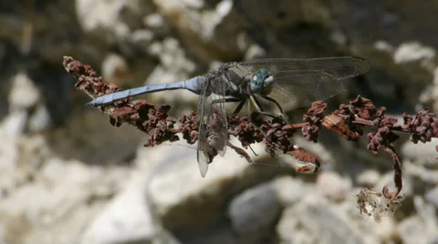 Dragon-fly Stock Footage 35752311