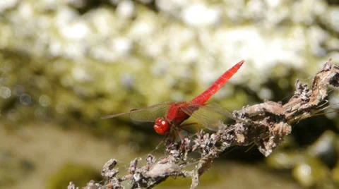 Dragon-fly Stock Footage 35752456
