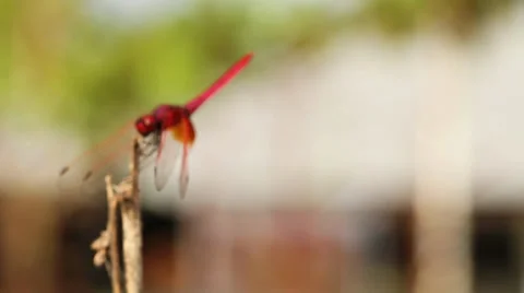 Dragon fly Stock Footage 37304831