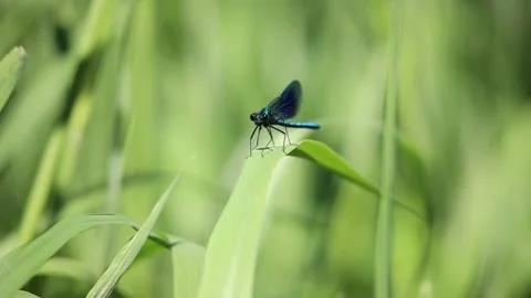Dragon Fly Stock Footage 131072752