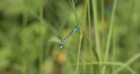 Dragon fly Stock Footage 131537830