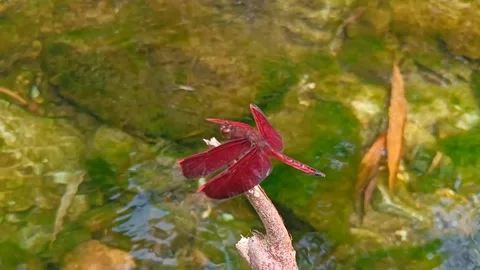 Dragon fly Stock Footage 242981178