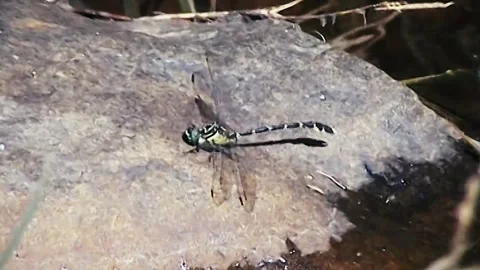 Dragon Fly Stock Footage 244687278