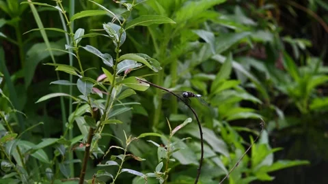 Dragon fly Stock Footage 277031961