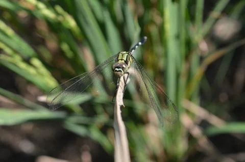 Dragon fly front side Stock Photos