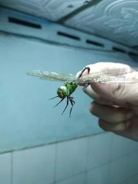Dragon fly get caught. Stock Photos
