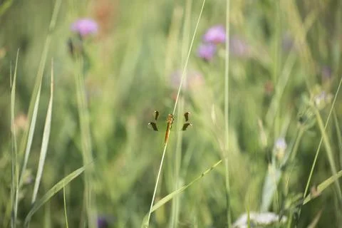 Dragon-fly on a grass blade Stock Photos