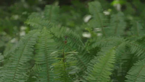 Dragon fly  holding on. Stock Footage 172227568