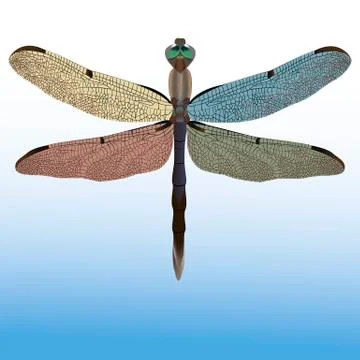 Dragon-fly Stock Illustration