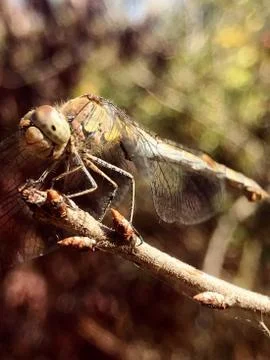 Dragon-fly insect close-up Stock Photos