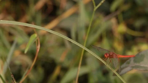 Dragon Fly Insect Sitting on Leaf and Flying Away India Video stock 86889350
