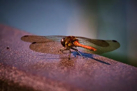 Dragon Fly on Iron Railing Stock Photos