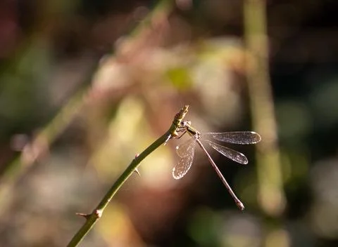 A dragon fly isolated Stock Photos