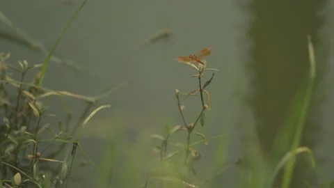 Dragon fly Landing Video stock 186454378