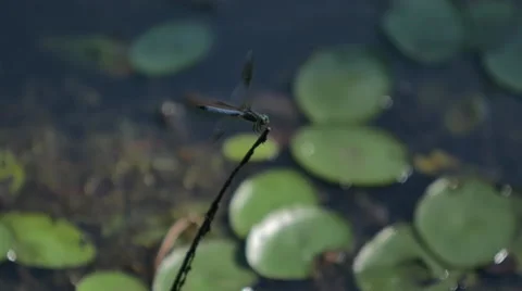 Dragon Fly Lands on Stem above Lily Pond National Park Stock Footage 64558245