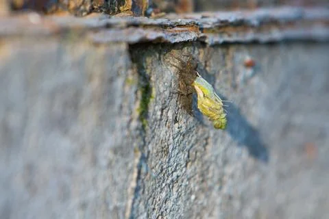 Dragon-fly larva on wall Stock Photos