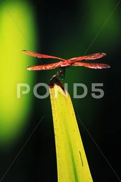 Dragon Fly on Leaf Stock Photos