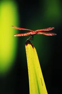 Dragon Fly on Leaf Stock Photos