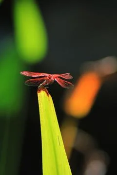 Dragon Fly on Leaf Stock Photos