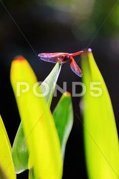 Dragon Fly on Leaf Stock Photos