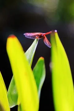 Dragon Fly on Leaf Stock Photos