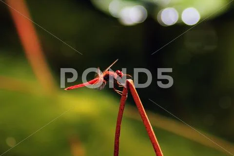 Dragon Fly on Leaf Stock Photos
