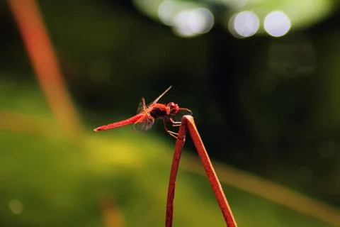 Dragon Fly on Leaf Stock Photos