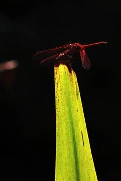 Dragon Fly on Leaf Stock Photos