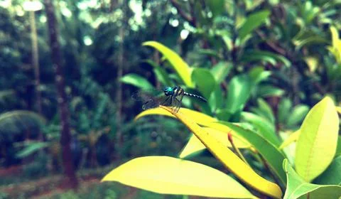 Dragon fly on a leaf Stock Photos