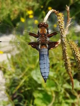 DRAGON-FLY    libellula Stock Photos
