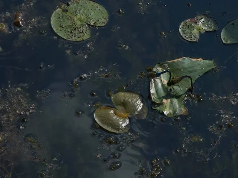 Dragon Fly Mating on Lily Pad Stock Footage 77042458