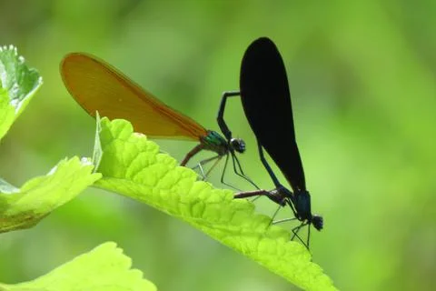 Dragon fly Mating Stock Photos