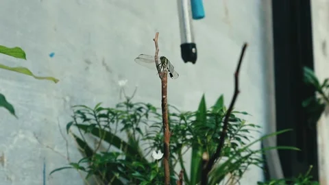 Dragon fly perched on a dry branch Stock Footage 220899639