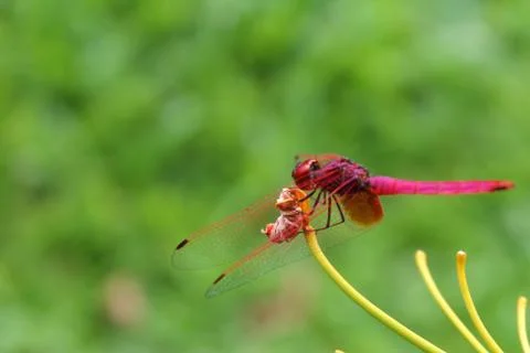 Dragon fly Stock Photos