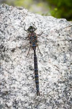 Dragon fly Stock Photos