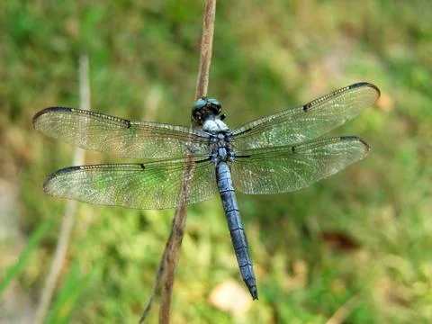 Dragon fly Stock Photos