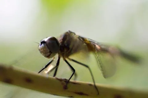 Dragon Fly Foto stock