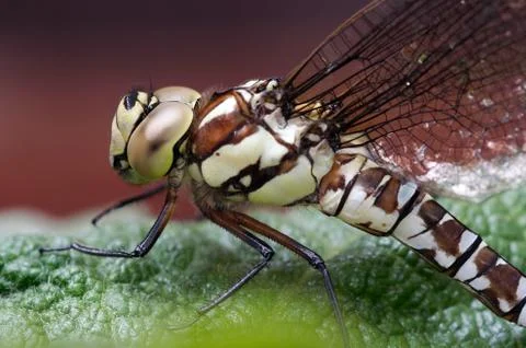 Dragon fly Stock Photos