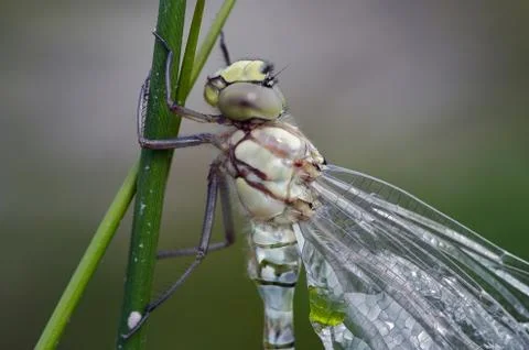 Dragon fly Fotos de archivo