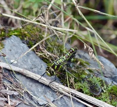 Dragon fly Stock Photos