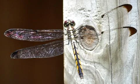 Dragon fly 写真素材