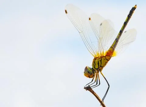 Dragon fly Stock Photos