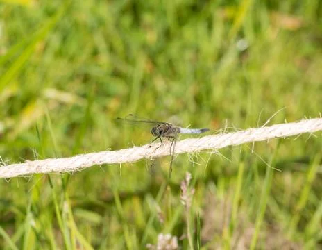 Dragon-fly Stock Photos