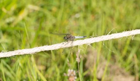 Dragon-fly Stock Photos
