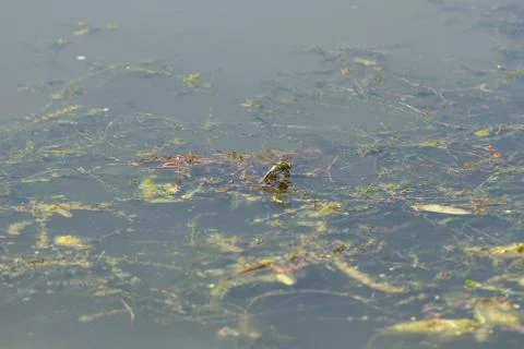 Dragon-fly Stock-Fotos