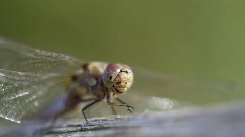 Dragon fly Stock Photos